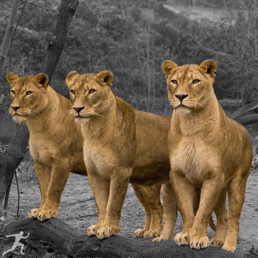 HEATrunning's tweet photo. What animal have you unlocked? #runwild https://t.co/xoFoMZkla8