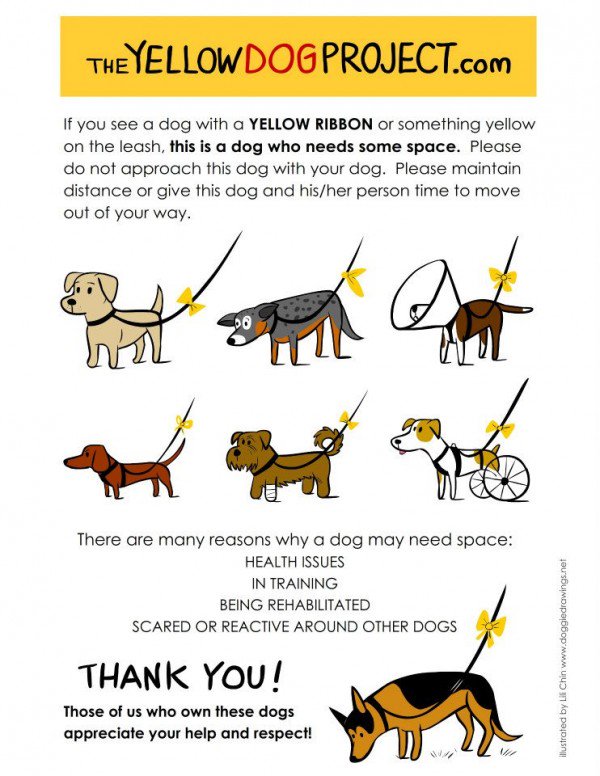 tailsmagazines's tweet photo. Yellow ribbon on leash = my dog needs space #TheYellowDogProject https://t.co/cWwrgb07vg