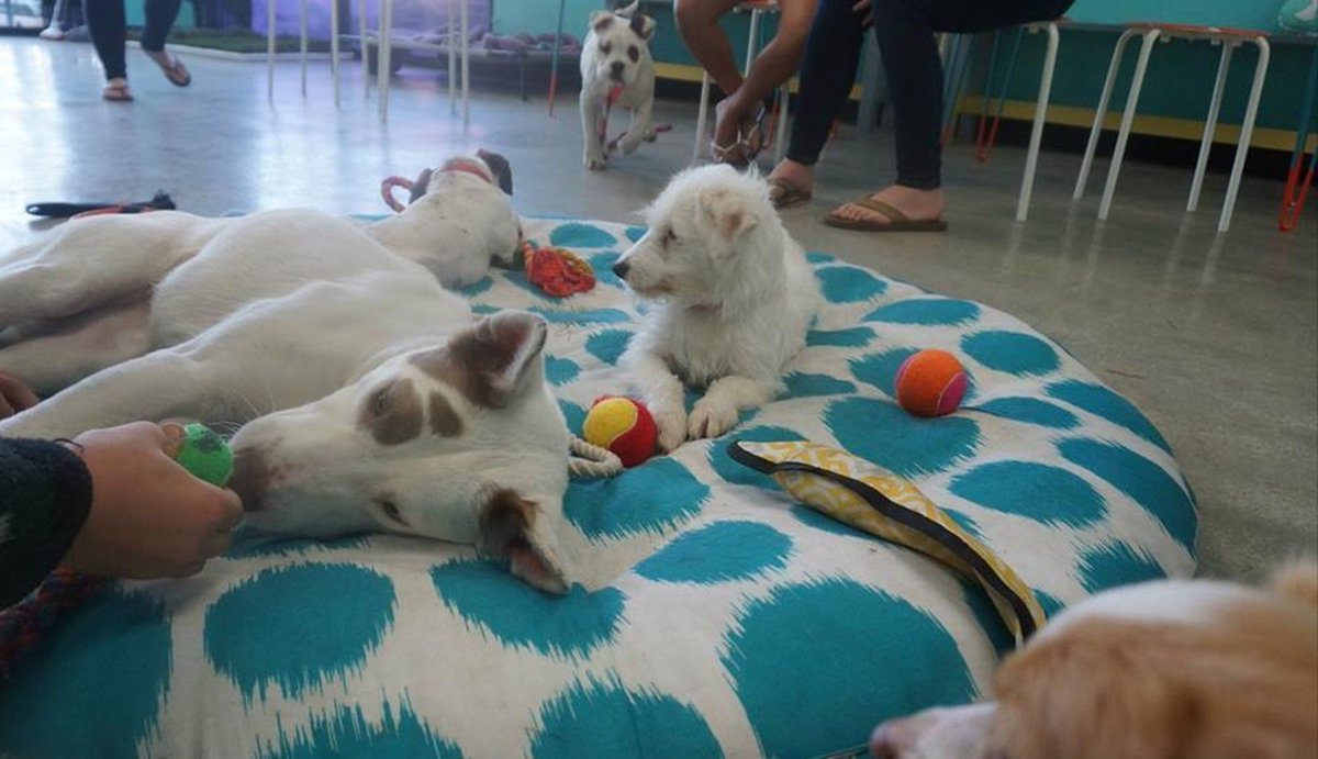 dodo's tweet photo. At this dog cafe, you can adopt a pooch with your coffee. The world is a great place. https://t.co/ezKoaRy1xd https://t.co/U9KVetePW3