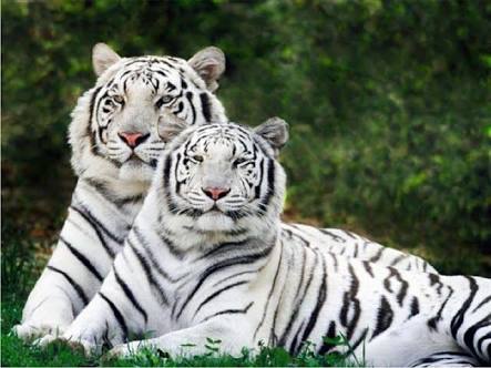 monicaumang21's tweet photo. Originated in the former #rewastate , #whitetigers got its first #safari of the world in MP of #India https://t.co/W2GH4jv3sr