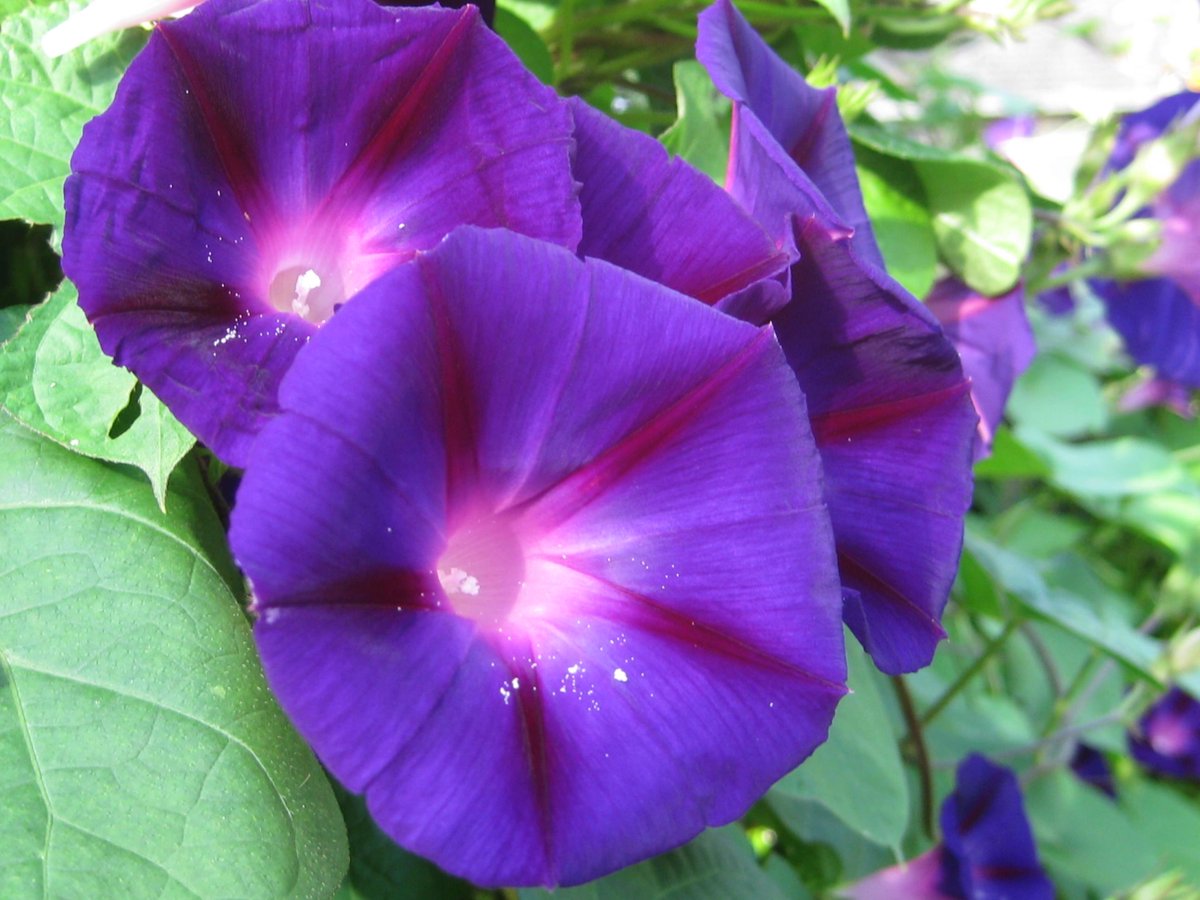 Offertepagina's tweet photo. Offerte tuinaanleg: Inzicht in prijzen, werkzaamheden enz. voor het aanleggen van uw tuin: https://t.co/Stw95N9clj https://t.co/xoOVvnBcyN