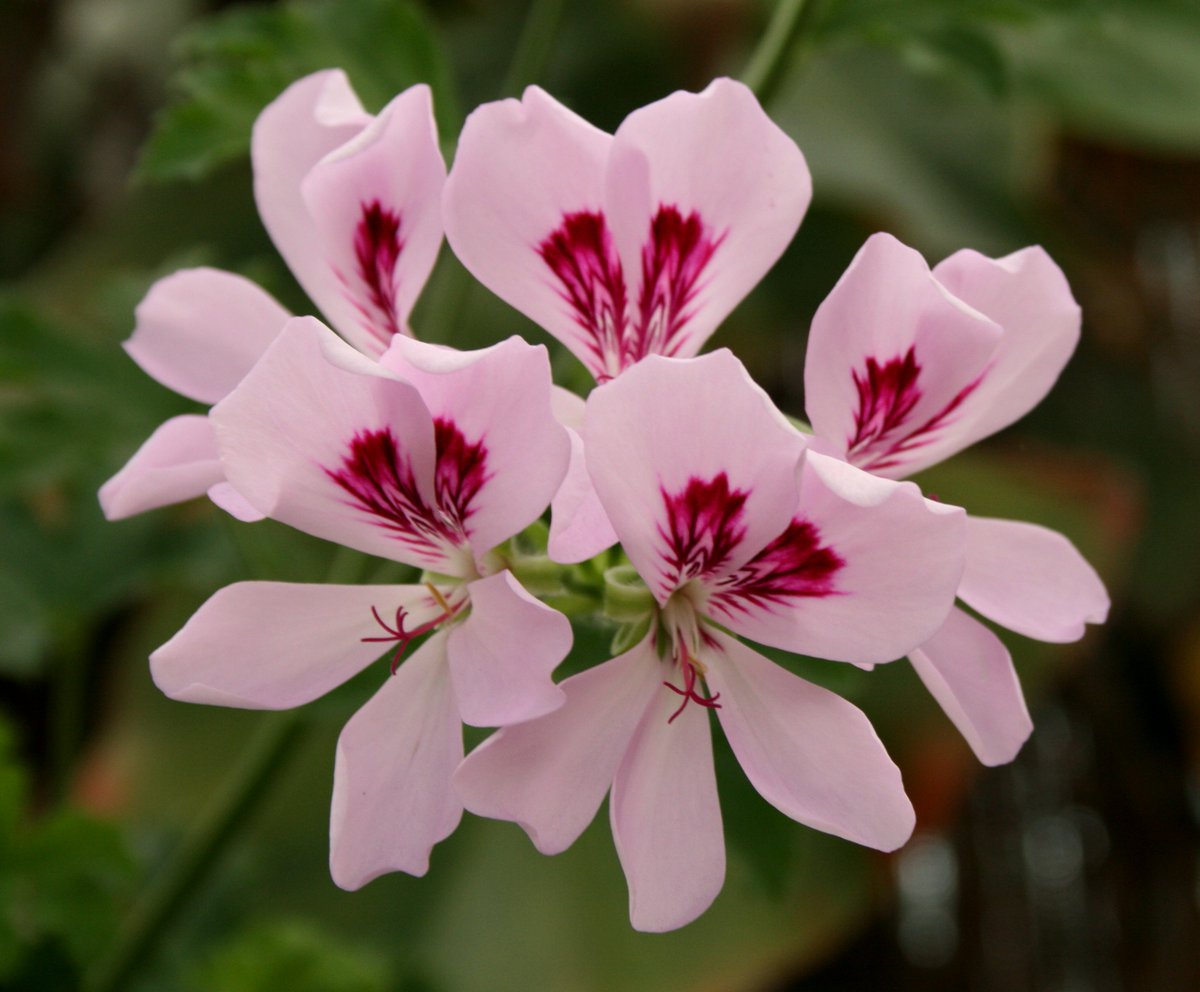 AbbeyEssentials's tweet photo. Diffuse: 2 drops Geranium, 3 drops Lemon, 3 drops Orange for a Spring Breeze. #essentialoils https://t.co/15p3fWQkKA