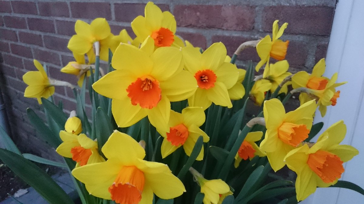Narcis Brackenhurst