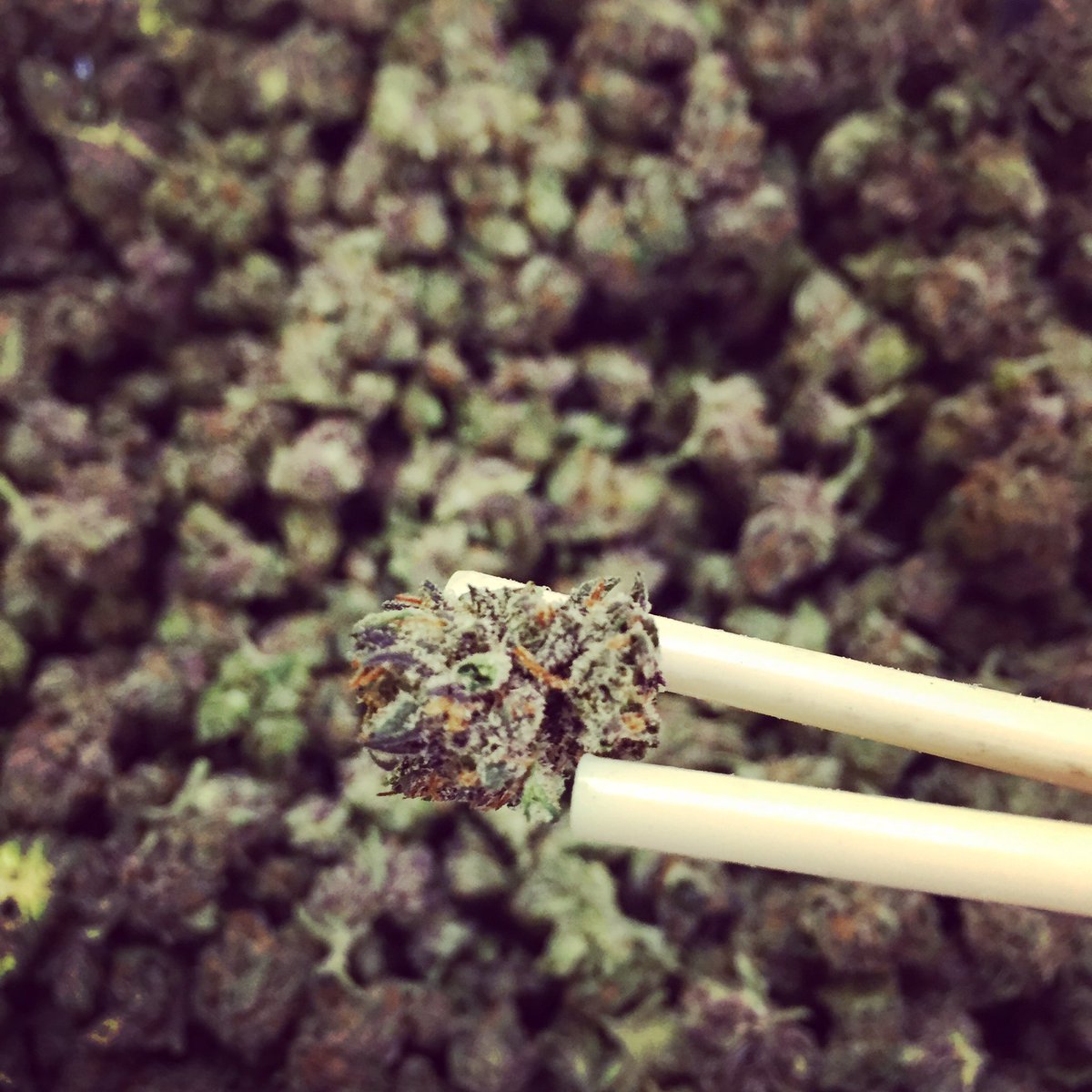 TGRBoulder's tweet photo. We've got the #Pre98 #BubbaKush on #sale #today @TGRBoulder! A nice #heavy #Indica with a significant #bodyhigh 💆🏻 https://t.co/E1PdoDhrw5