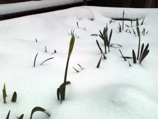 ErieCanalMuseum's tweet photo. Daffodils in the garden #aprilsnow @ErieCanalMuseum #widewaters #MuseumMonday #Syracuse https://t.co/nPgV90fvA2