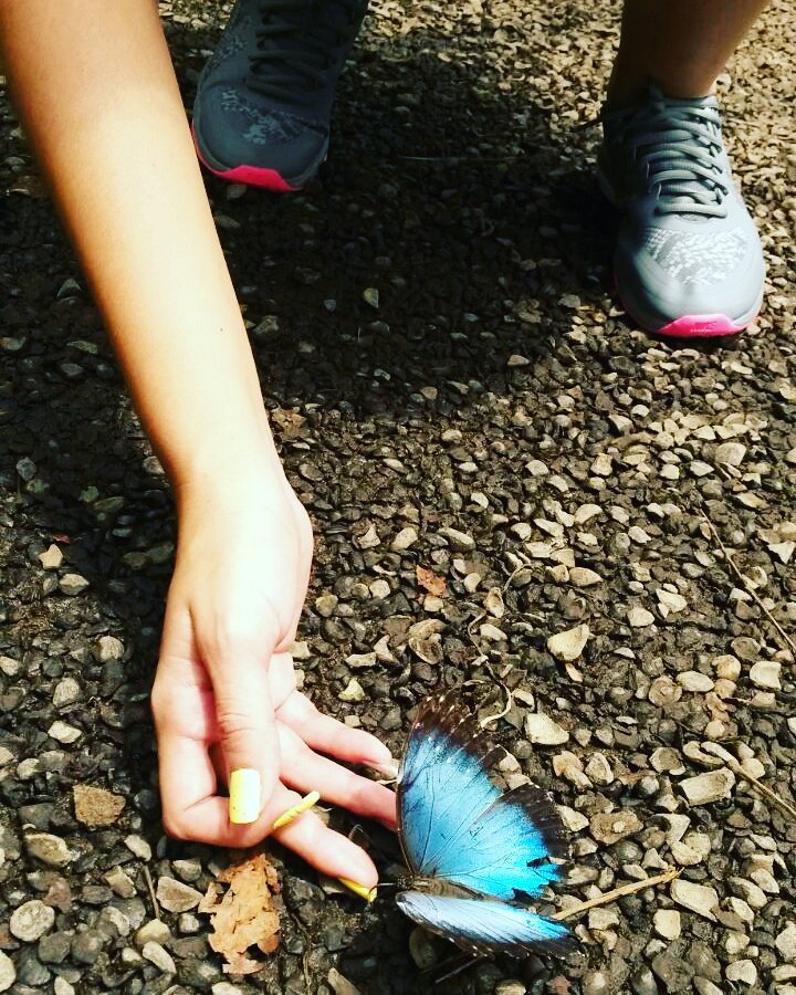 22Belen's tweet photo. Mariposario- Mindo ☆☆ https://t.co/L6NTRrI94h