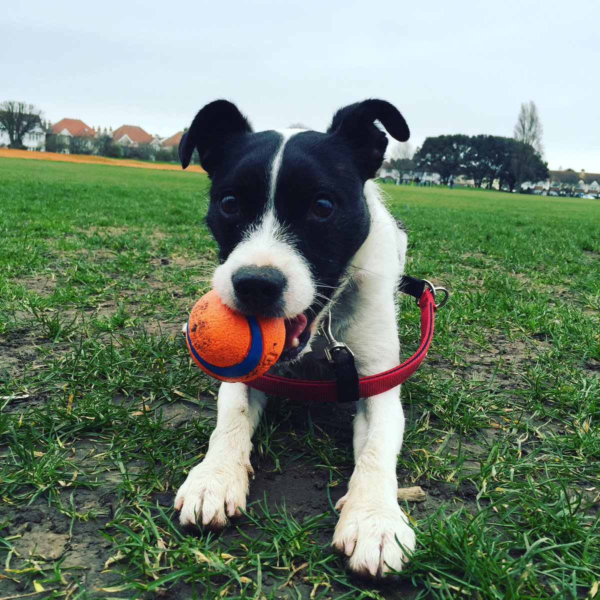 mixmasterfestus's tweet photo. Perhaps I should use this account more...hey guys. Here's my dog https://t.co/5SDiok9puk