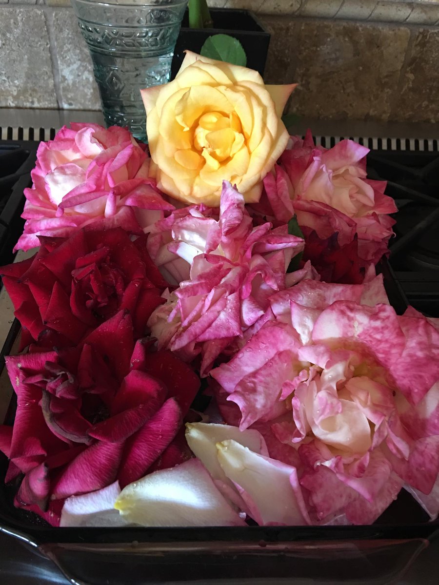 2010kperry's tweet photo. From my rose garden. https://t.co/xyMGneAXNX