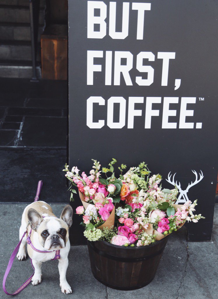 A fun time giving out blooms at <a href="/alfredcoffee/">Alfred</a> yesterday! 🌷🌷🌷<a href="/GratitudeCollab/">Gratitude Collab</a> #blooms #butfirstcoffee #alfredscoffee