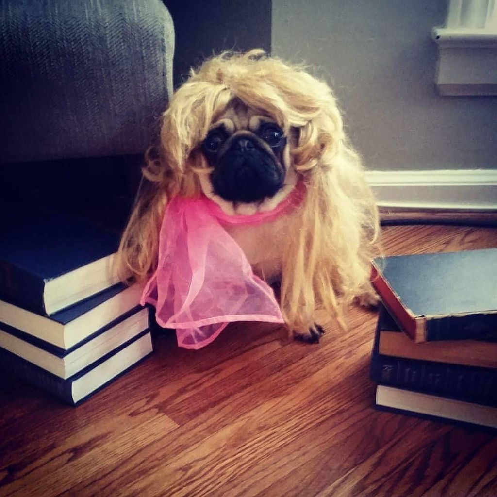 Puglee_Pug's tweet photo. Channeling Britney Spears realness. #britneyspears or #derrickbarry #pugs #realness #stylishpug #mondaynight #rupau… https://t.co/dpoAmwcwXC