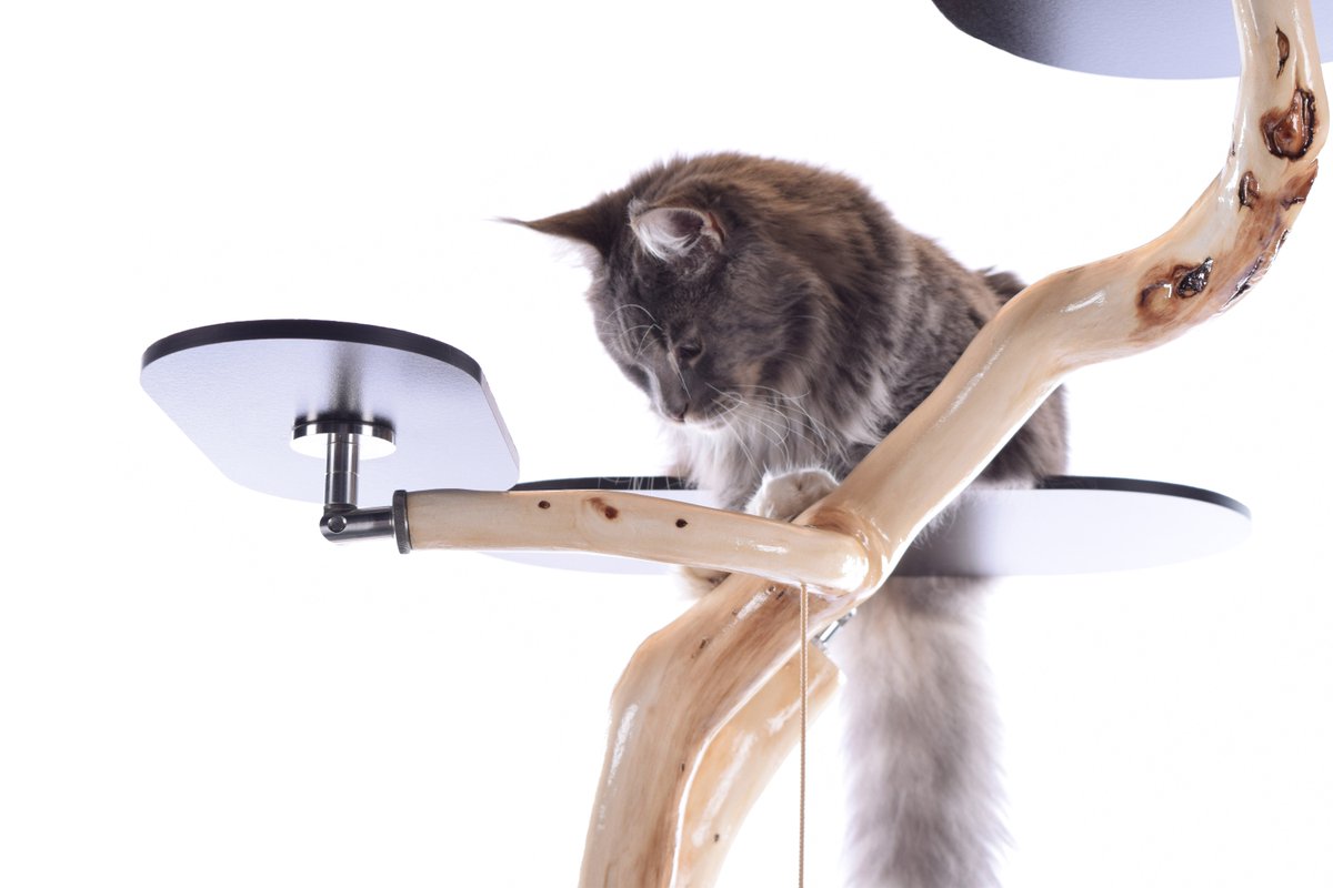CARIPOREL's tweet photo. Qui est le Maine Coon?
https://t.co/1v5aS3Z5sv https://t.co/WFoWJAZ7qM