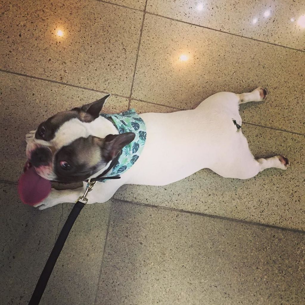 YuridiaVvallejo's tweet photo. So tired 😛 #barkstyle #frenchie #pets #Dante #happydog #colombia #mascotas #dogs #bulldogfrances #style #instadog … https://t.co/3mFvRC3S4Z