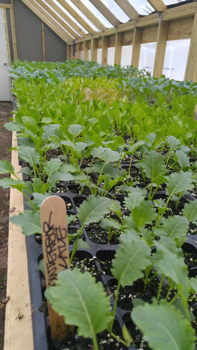 RhodeIslandRoot's tweet image. Need space. Anyone need kale, lettuce, broccoli, spinach, collards, etc. for their gardens? Get in touch if so!