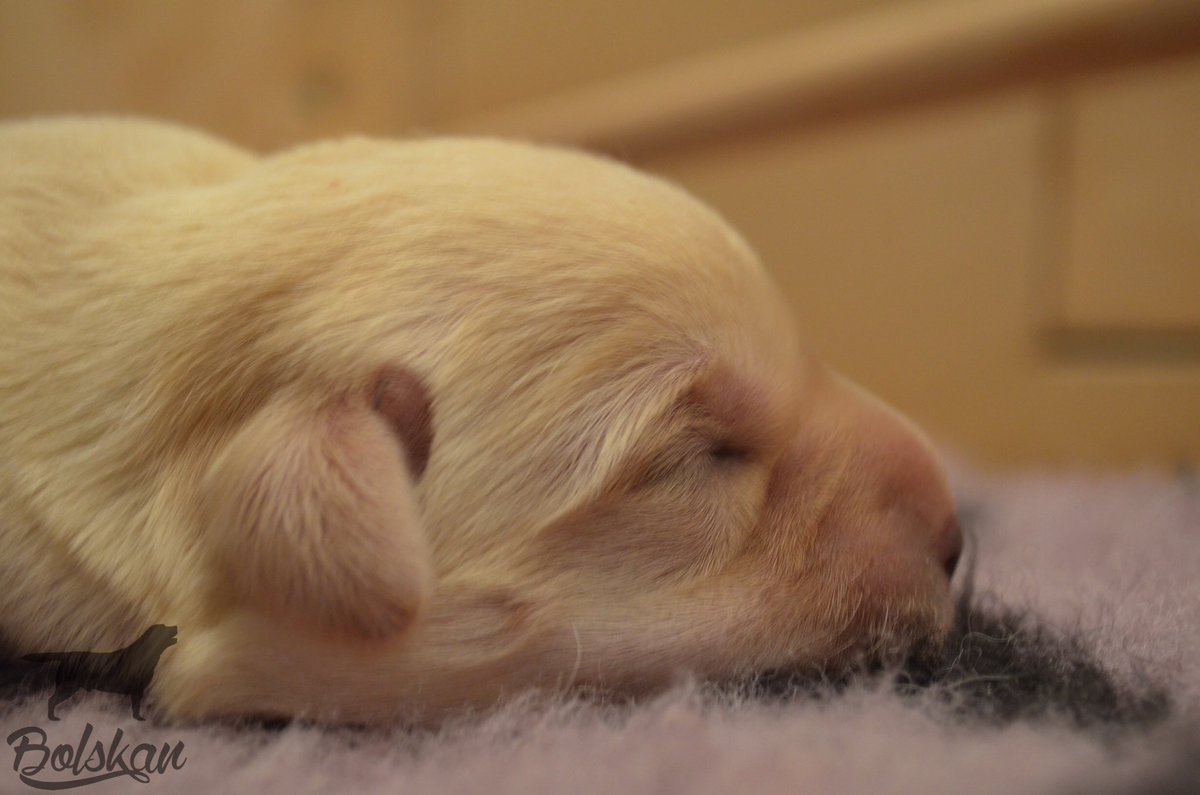 BolskanLAB's tweet photo. 💤💤💤💤 Nuestros #cachorros de #LabradorRetriever duermen 💤💤💤 #Huesca #Perros #Salud https://t.co/jzCqbGU4rW https://t.co/vsskAfbj16