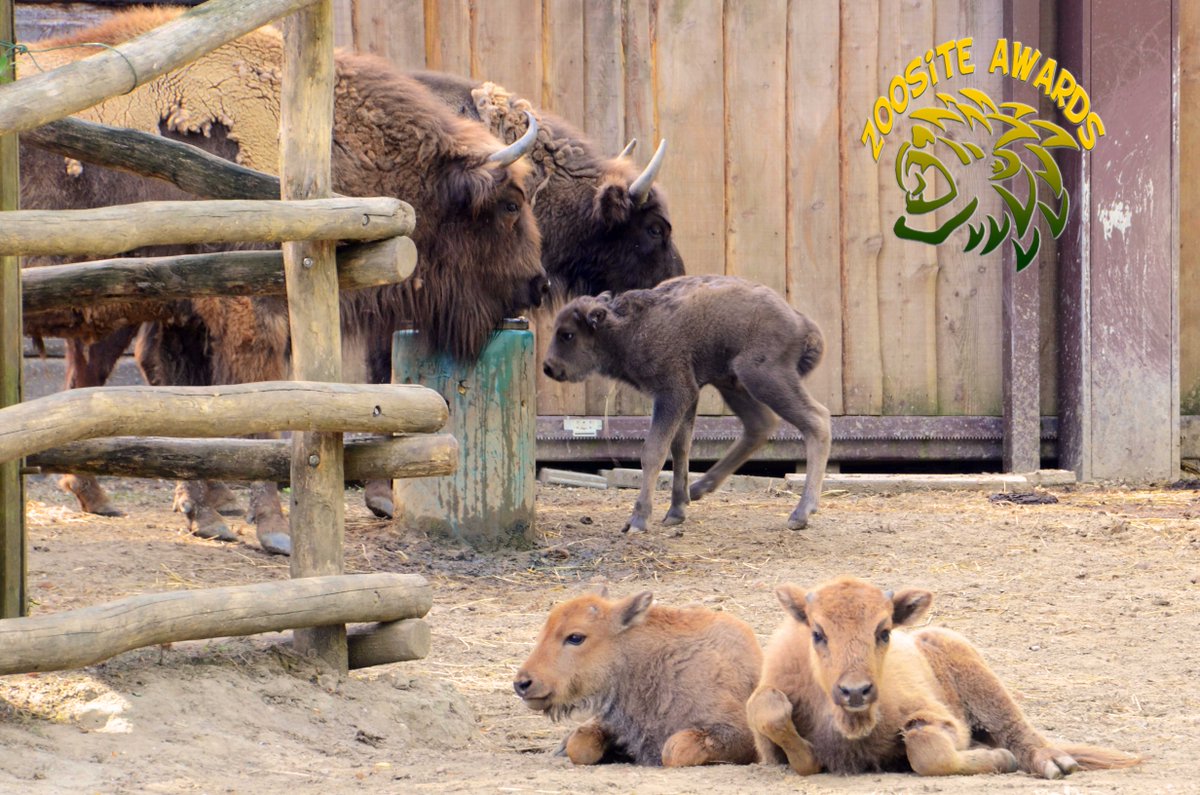 Bellewaerde's tweet photo. Naissance 3 #Bisons nommée pour 'Plus belle naissance' @ZooSite awards! Votez sur zoosite.be! #Bellewaerde #ZSA2016 https://t.co/NqXliNlxXi