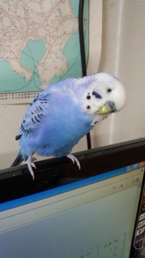 meg777111's tweet photo. @suzuka19721: #拡散希望 #セキセイインコ #迷子(代理)午前10時頃愛知県小牧市不注意でインコを逃がしてしまい捜索中。特徴:頭白、体青、翼に黒斑あり♂名前シー。些細な情報でもお願い致します#愛知県 #小牧市 #インコ https://t.co/mb12nBF0YE