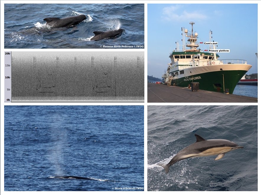 nialltkeogh's tweet photo. The latest Scientists@Sea blog post from the @IWDGnews #marine #mammal survey team https://t.co/JI2TvutJgV #BWAS16 https://t.co/sZ36ukgCxQ