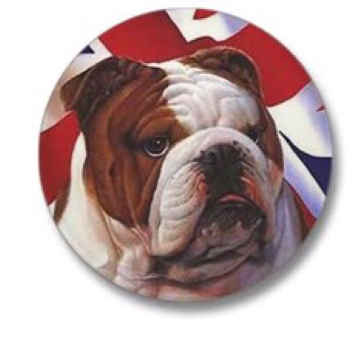 BritsNorCal's tweet image. BULLDOG UJ MINI BUTTON: cafepress.com/+bulldog_uj_mi…
