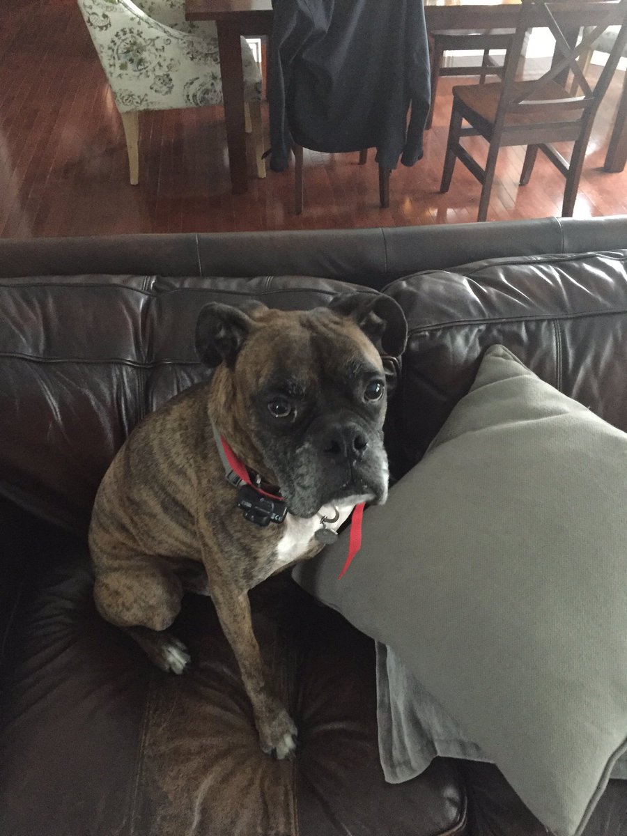 ComedianScottyK's tweet photo. This is what "I'm not supposed to be on the couch" looks like 😳 https://t.co/4QhyqD0hJC