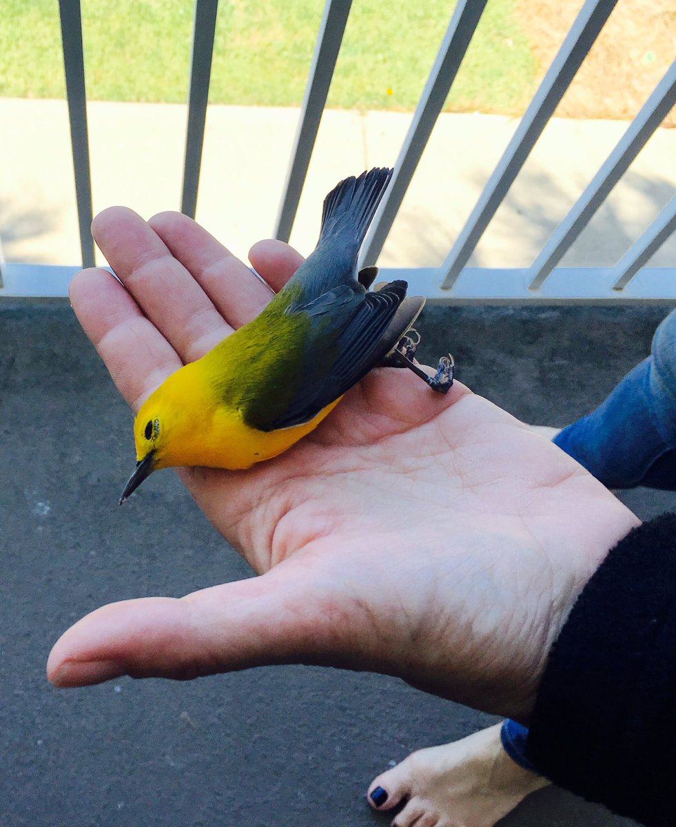 lindasands's tweet image. First fatality of spring break #SpringBreakIn4Words #SpringBreak2016