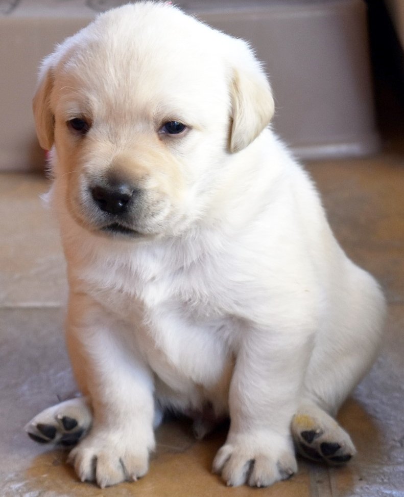canineorg's tweet photo. And the winning name for the Puppy Name Challenge is - Kramer! Oh, that face! Thanks to all who voted. #PuppyMonday https://t.co/iOHPstuVYu