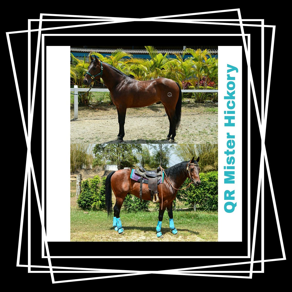 Sundualranch's tweet photo. Nuestro Gran QR Mister Hickory ofrece sus #serviciodemonta contactanos por https://t.co/TYsxH9Y0TP https://t.co/rS0NzyugsZ
