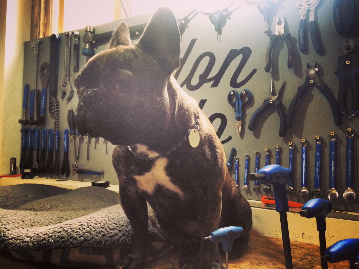 aneNeuro's tweet photo. Maurice trying to fix my #computersystem #problemsolver #frenchbulldog #coffeehour #londonvelo https://t.co/8ZTyz6XDbR