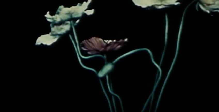 tsugimag's tweet photo. Vidéo : le joli clip floral de Glass : https://t.co/mezIZHIqFE https://t.co/jD1oKiTSYh