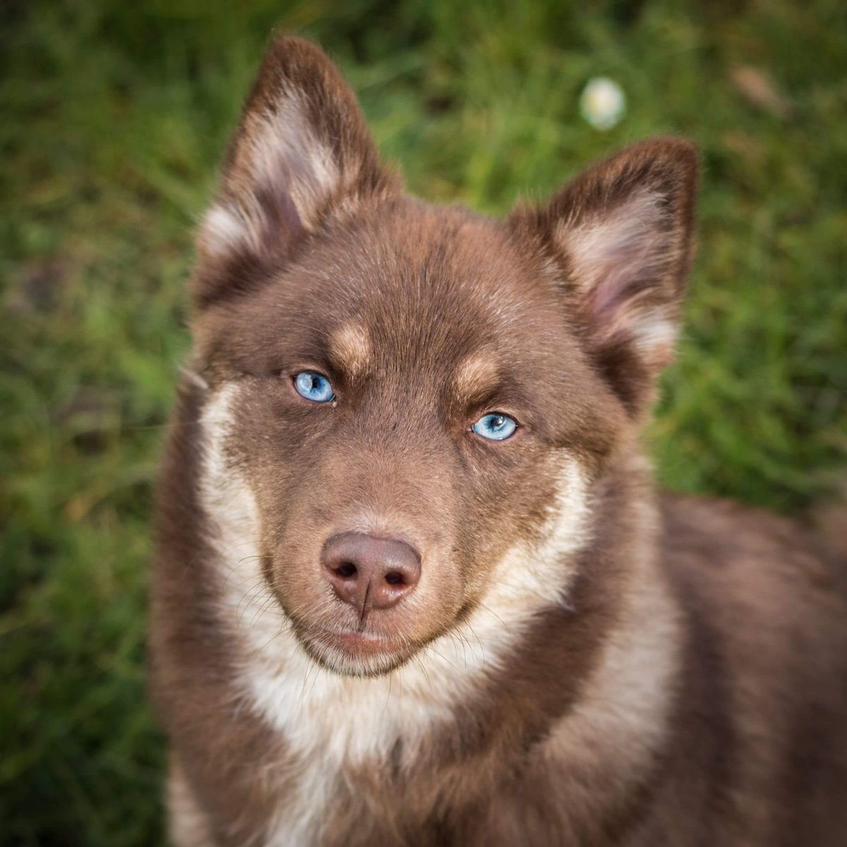 chocolate pomsky