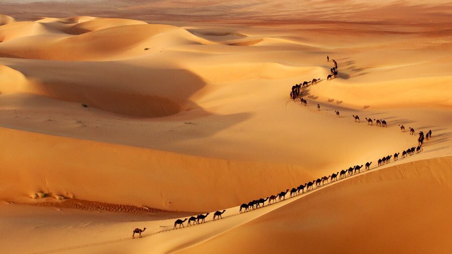 Camel train, Border of Saudi Arabia and UAE | Photography by ©Josh Owens