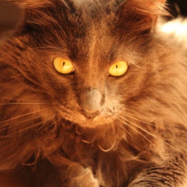 FurFame's tweet photo. Say Hi to Rupert! Send your pet photos to info@furfame.com and share with the world! https://t.co/Fzoogbc90L https://t.co/ZnsKZw3SAp