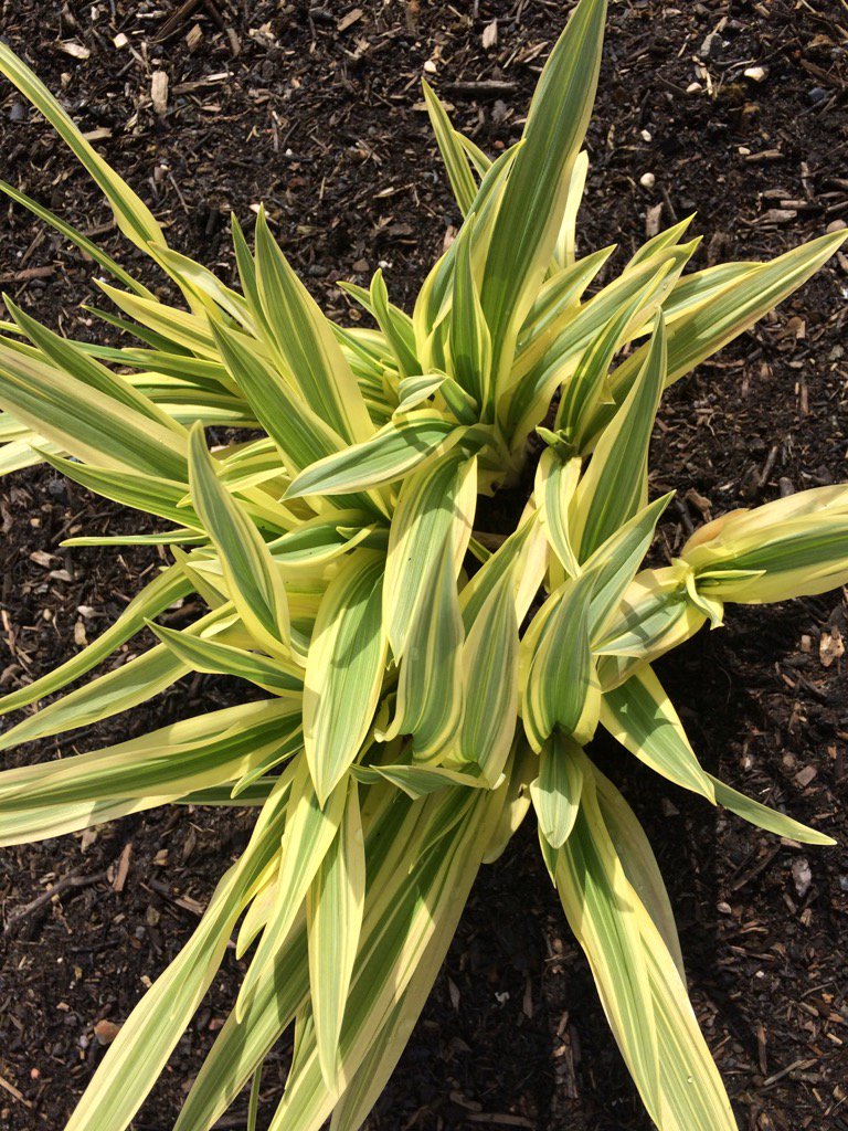 Avondale_Brian's tweet photo. Hemerocallis Golden Zebra. After years of trying, we finally have some for sale! #foliagefirst https://t.co/ETnutgocTI