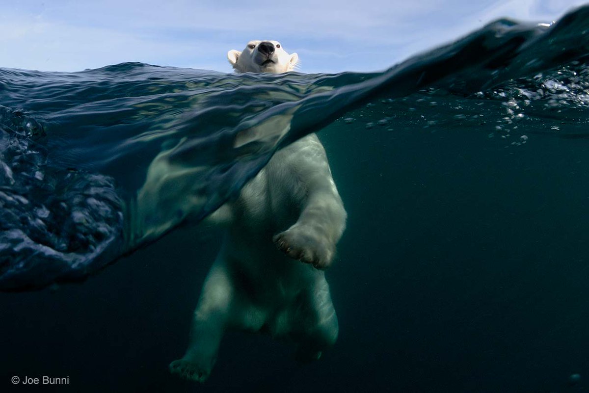 NHM_WPY's tweet image. Joe Bunni captures an unforgettable image in Polar power. Winner 2011, Behaviour: Mammals. #WPYalumni #polarbears