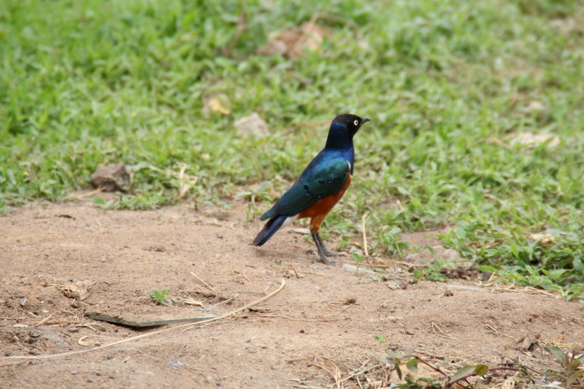 Asmali77's tweet photo. Trying photography while in Garissa and took the picture of this bird. Does anyone know the name of this bird? https://t.co/g2gN2eX9Iw