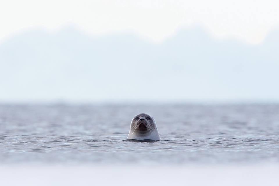 gazeta_wyborcza's tweet photo. Jaka śliczna! Fot. Adam Wajrak #foka #seal #instaseal #Wajrak #Arktyka #Longyearbyen #Adve… https://t.co/LWc5Mc5B6R https://t.co/sjbBg49tHn