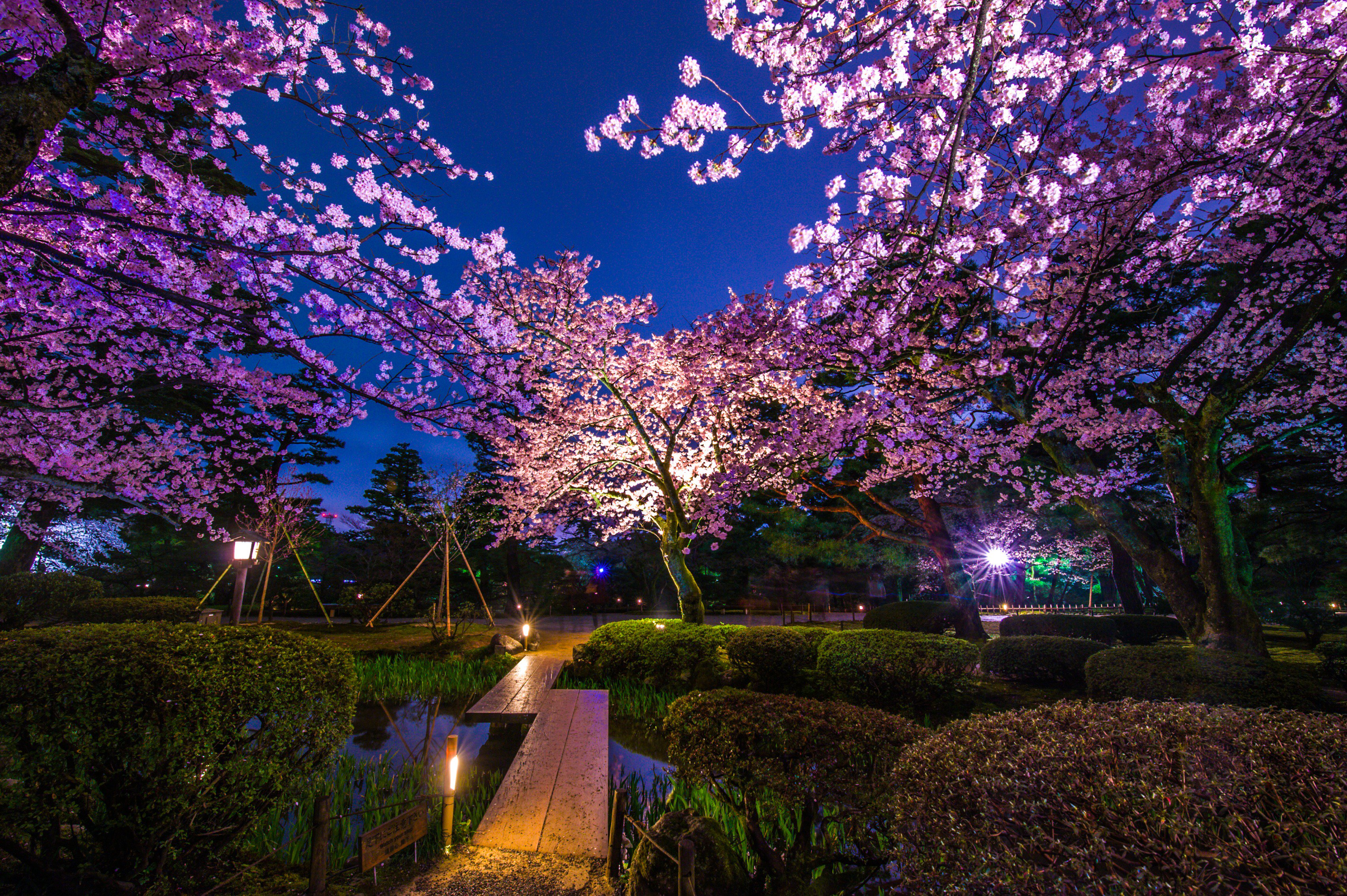 I北陸 イベント 観光地情報 兼六園 金沢城 無料開園と観桜期ライトアップは10日まで開催中 兼六園 金沢城の桜は今週中頃まで見頃です T Co Qqgsfjabmp T Co 57tizbekmq Twitter