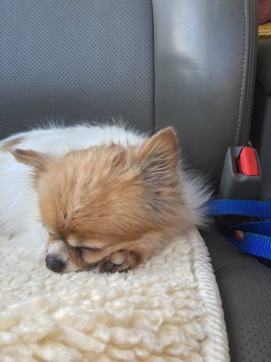 VictoriaHumane's tweet image. Starla on her way to her new forever home ! ( she is not stressed at all ! ) #letthelovebegin #vhsadoption