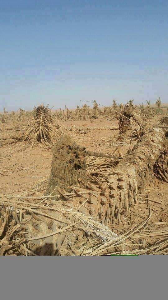 قناص الثعلب كم محب لي ال الصدر يكتب البيك يا ابو هاشم