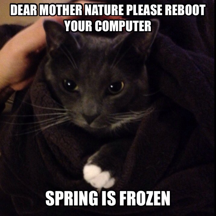 firstmeowcom's tweet image. #CatsOfTwitter #hashtag #SpringBreakIn4Words #springstorm #SnowInApril #gma @wwwbigbaldhead