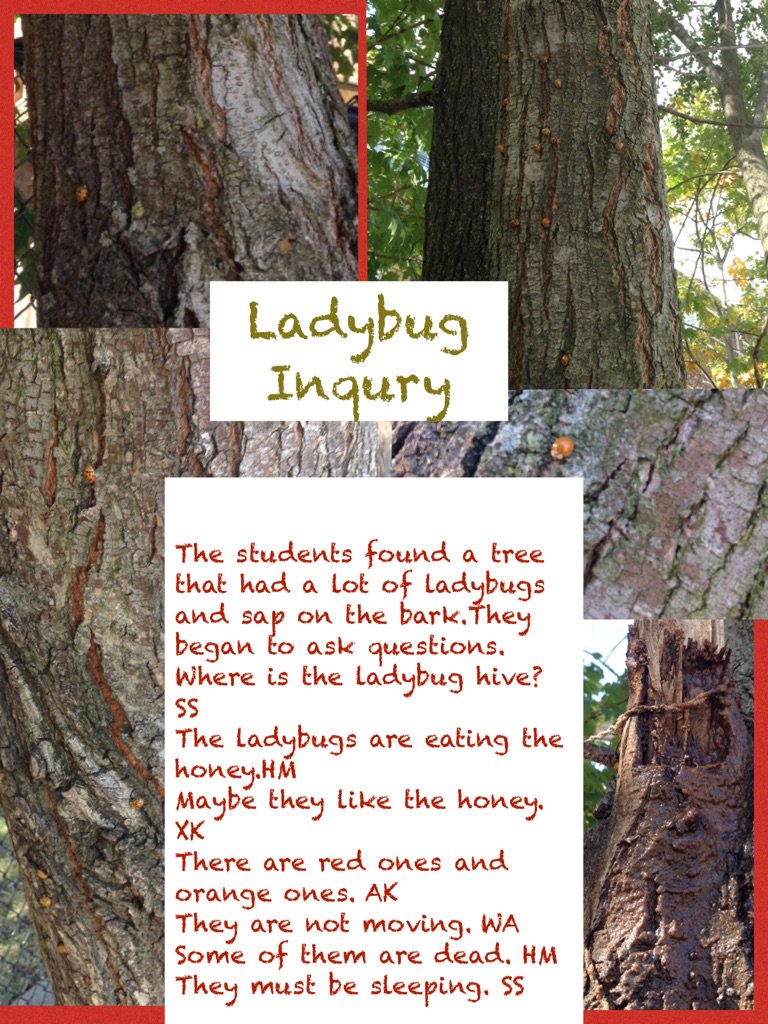 Ladybug Inqury pic-collage.com/_uz9KHhXs