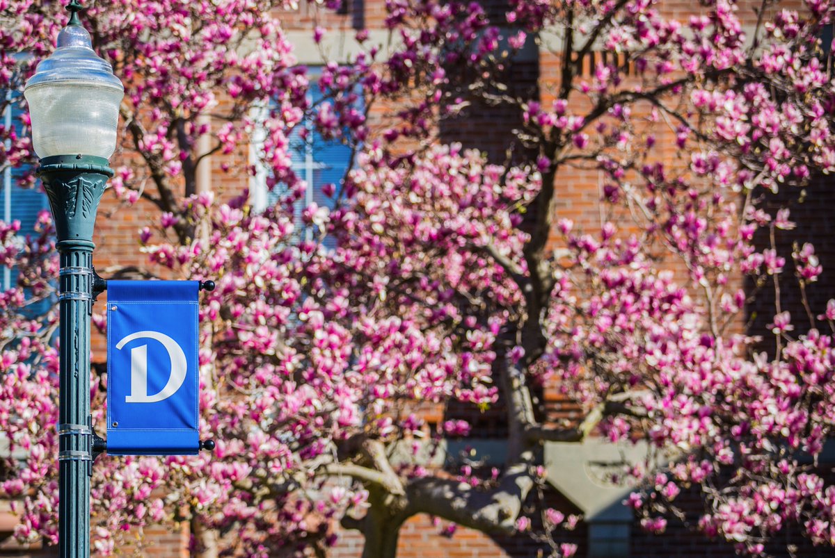 DrakeUniversity's tweet image. The magnolias in front of Old Main are in glorious, full bloom. 🌸