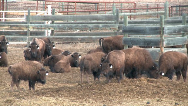 A Hairy Homecoming: 88 #bison headed to ancestral home in #Montana cbc.ca/1.3519111 via @CBCNews #BisonReturn