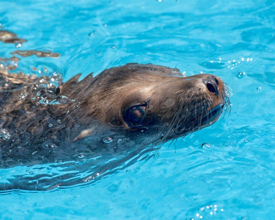 Update on Marina, the sea lion found @TheMarineRoom: Fully recovered and going home tomorrow! Stay tuned.