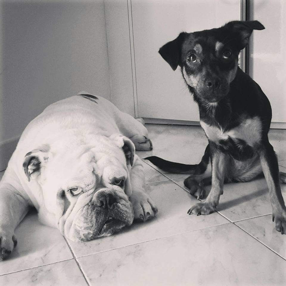 vanessa_bionda's tweet photo. #mypets #mylife #myheart #ironemia #ilovedogs #forevertogeter #bulldog #trueloveneverend #viamo #troppobelli #enjoy https://t.co/ckv0q4Lfrs