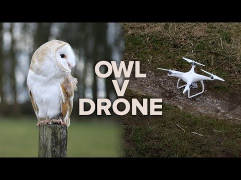 Hyper_drone's tweet photo. DJI Phantom 4 vs Barn Owl: Who will win? Check it: https://t.co/2334U50c24  #drone #DJIPhantom4 #race #animals #tech https://t.co/0pzsBMCMSy
