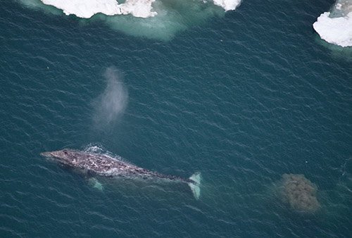 NOAAFisheriesAK's tweet photo. New Story: Grey whale migration north has begun - will these mighty giants find change? https://t.co/f5taTwx5Zi https://t.co/fQzzStlrzV