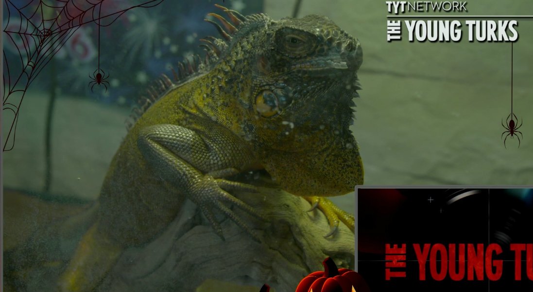 TYTLizard's tweet photo. *coughs loudly* #tytlive https://t.co/KuKYrq2t3K