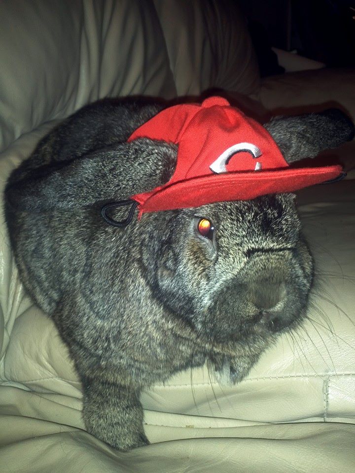 Make it rain <a href="/DatDudeBP/">Brandon Phillips</a>! #bundanphillips #mondaybunday #OpeningDay <a href="/Reds/">Cincinnati Reds</a> @ScottsLawnCare <a href="/FOXSportsOH/">FOX🐐.PEPE 「☄️G☄️」</a>