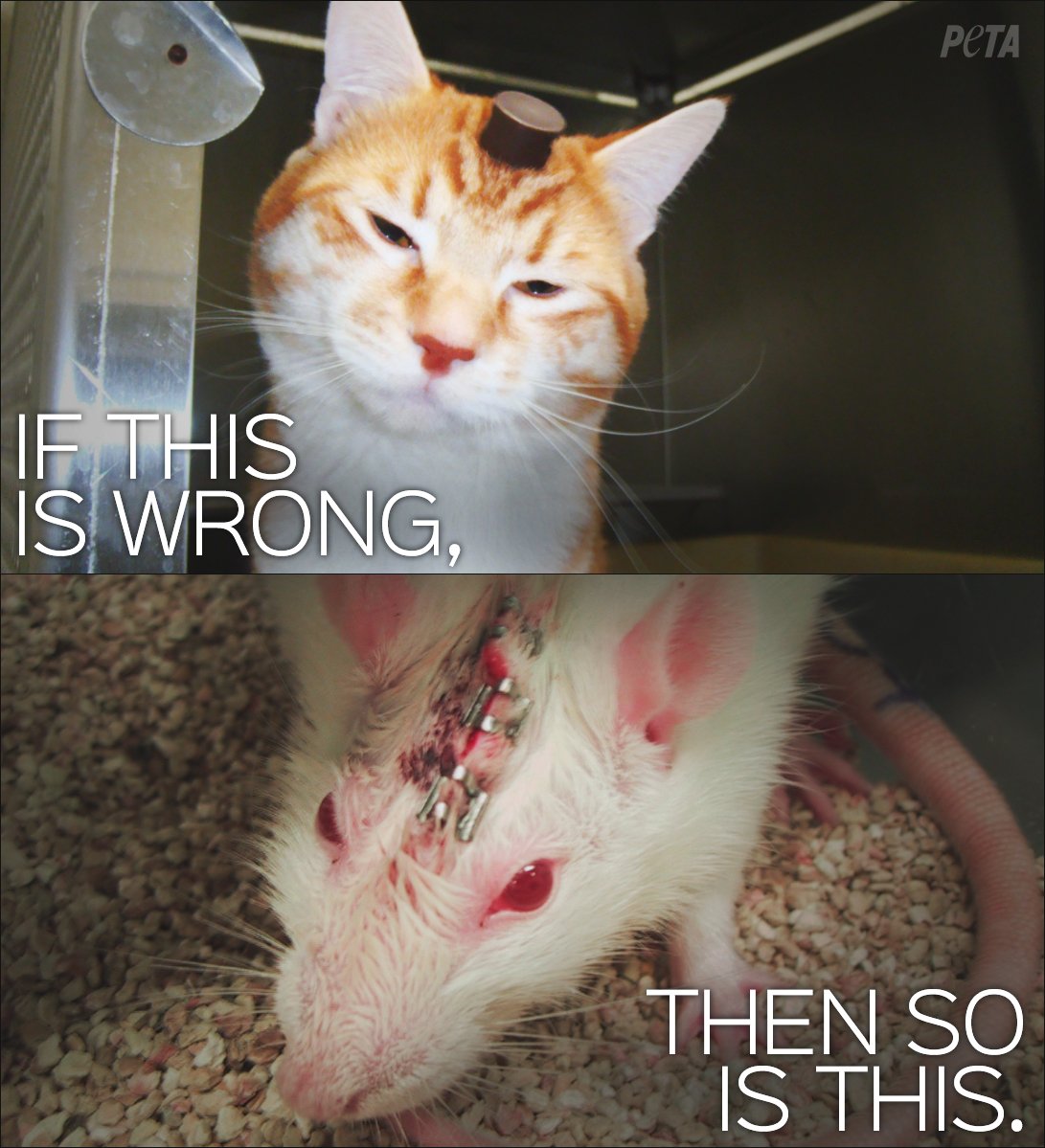 peta's tweet image. If it's wrong to experiment on a cat, it's wrong to experiment on a rat. Neither of them deserve this.