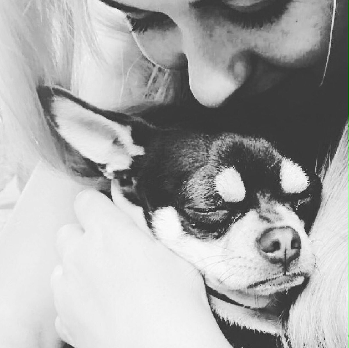GlobalBestDogs's tweet photo. A bit of TLC before bed time🐾😍🐶 Have you got the world's best dog?Tag us or use #WBDOG to enter and feature 🐶🐾 https://t.co/R4i6cbPMKL